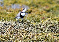 Sandregenpfeifer (1 von 2).jpg